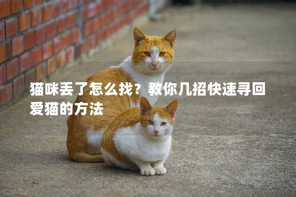 猫咪丢了怎么找？教你几招快速寻回爱猫的方法