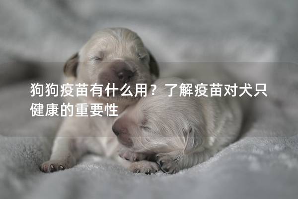 狗狗疫苗有什么用?了解疫苗对犬只健康的重要性 狗狗疫苗有什么用?了解疫苗对犬只健康的重要性