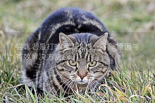 猫咪老是打喷嚏怎么办，了解原因与有效解决方法