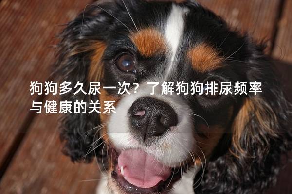 狗狗多久尿一次？了解狗狗排尿频率与健康的关系