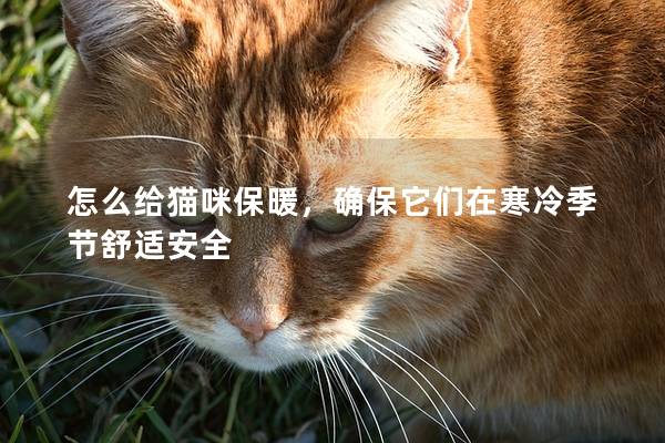 怎么给猫咪保暖，确保它们在寒冷季节舒适安全