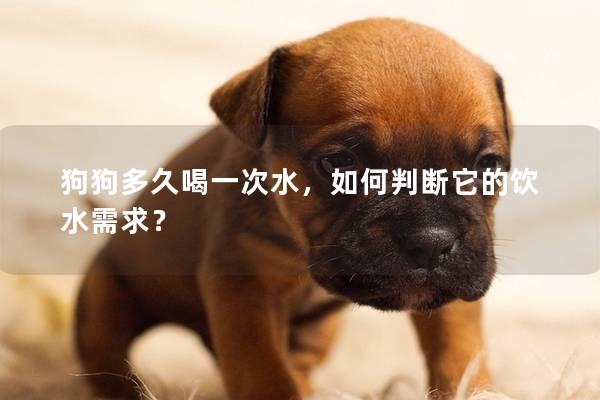 狗狗多久喝一次水，如何判断它的饮水需求？