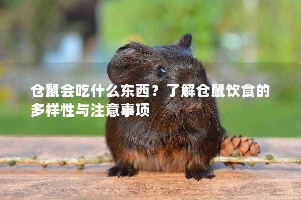 仓鼠会吃什么东西？了解仓鼠饮食的多样性与注意事项