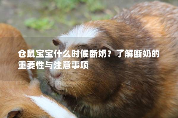 仓鼠宝宝什么时候断奶？了解断奶的重要性与注意事项