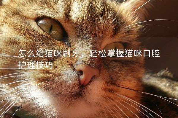 怎么给猫咪刷牙，轻松掌握猫咪口腔护理技巧