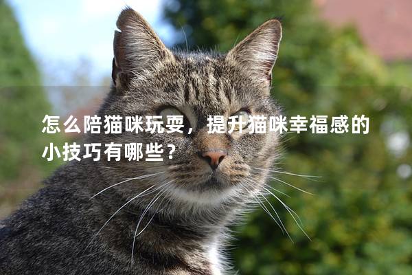 怎么陪猫咪玩耍，提升猫咪幸福感的小技巧有哪些？