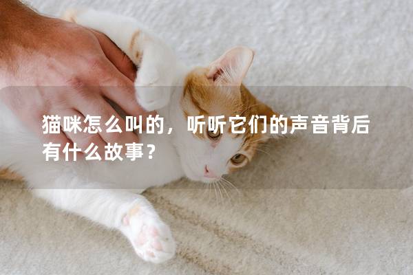 猫咪怎么叫的，听听它们的声音背后有什么故事？