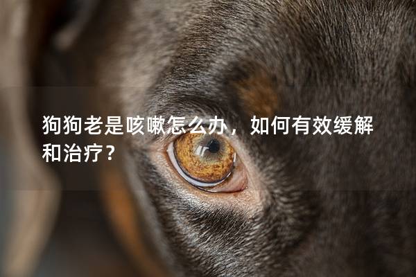 狗狗老是咳嗽怎么办,如何有效缓解和治疗? 狗狗老是咳嗽怎么办,如何有效缓解和治疗?