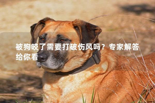被狗咬了需要打破伤风吗？专家解答给你看