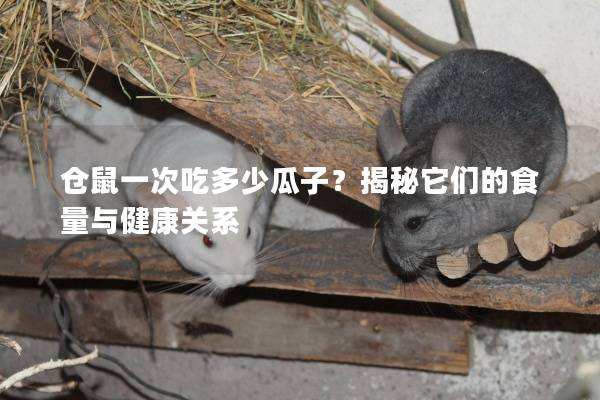 仓鼠一次吃多少瓜子？揭秘它们的食量与健康关系
