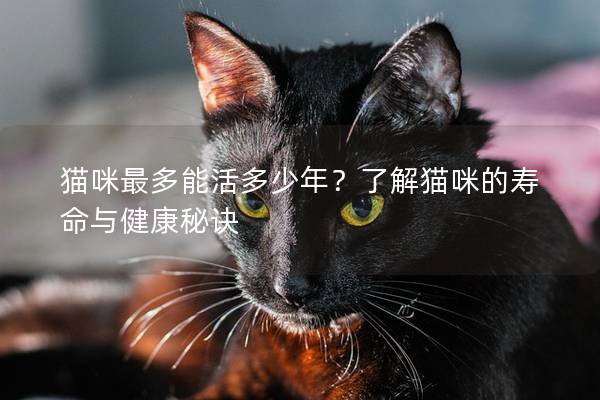 猫咪最多能活多少年?了解猫咪的寿命与健康秘诀 猫咪最多能活多少年?了解猫咪的寿命与健康秘诀
