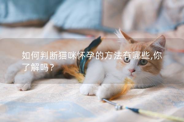 如何判断猫咪怀孕的方法有哪些,你了解吗？
