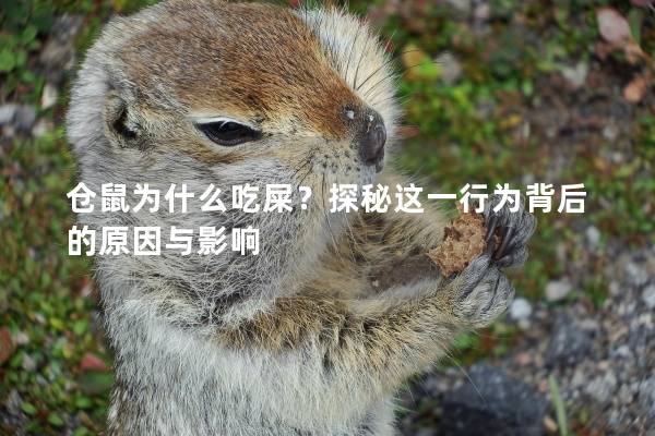仓鼠为什么吃屎？探秘这一行为背后的原因与影响