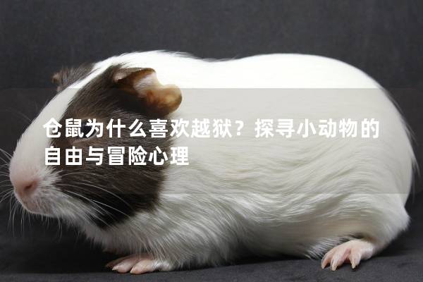 仓鼠为什么喜欢越狱？探寻小动物的自由与冒险心理