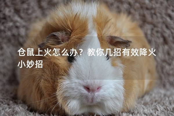 仓鼠上火怎么办？教你几招有效降火小妙招