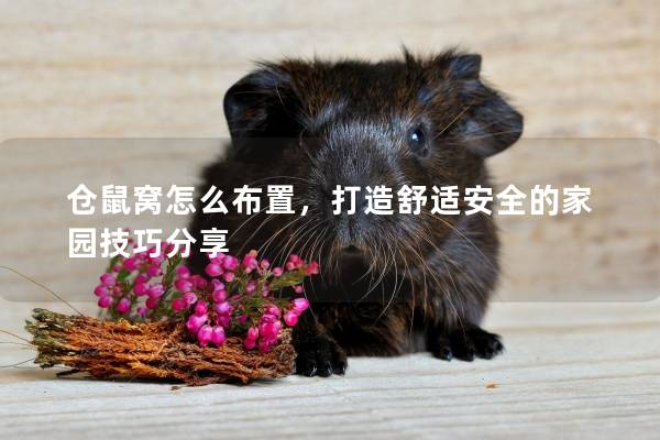 仓鼠窝怎么布置,打造舒适安全的家园技巧分享 仓鼠窝怎么布置,打造舒适安全的家园技巧分享
