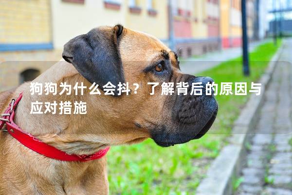 狗狗为什么会抖？了解背后的原因与应对措施