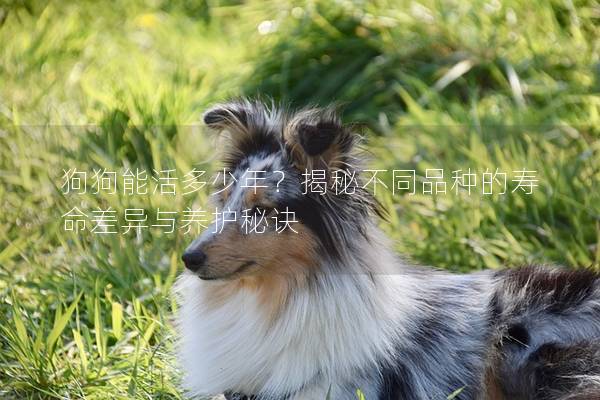 狗狗能活多少年?揭秘不同品种的寿命差异与养护秘诀 狗狗能活多少年?揭秘不同品种的寿命差异与养护秘诀