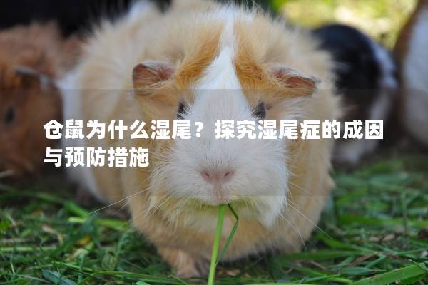 仓鼠为什么湿尾?探究湿尾症的成因与预防措施 仓鼠为什么湿尾?探究湿尾症的成因与预防措施