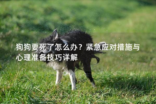 狗狗要死了怎么办?紧急应对措施与心理准备技巧详解 狗狗要死了怎么办?紧急应对措施与心理准备技巧详解