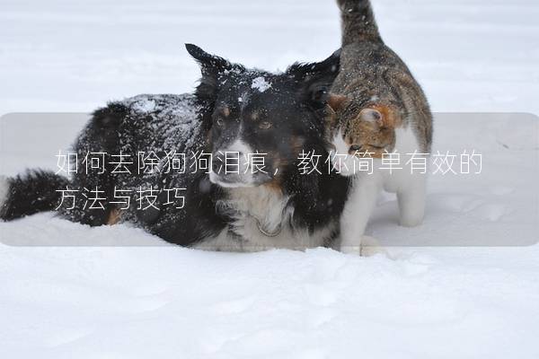 如何去除狗狗泪痕,教你简单有效的方法与技巧 如何去除狗狗泪痕,教你简单有效的方法与技巧