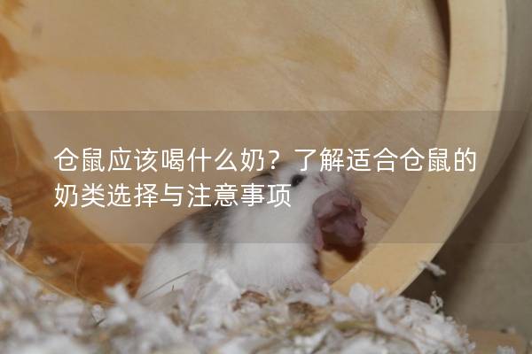 仓鼠应该喝什么奶？了解适合仓鼠的奶类选择与注意事项