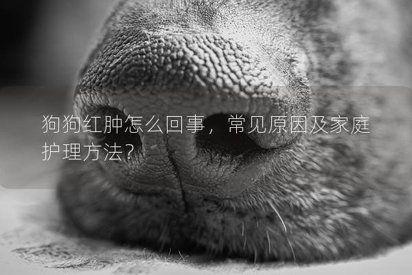 狗狗红肿怎么回事，常见原因及家庭护理方法？
