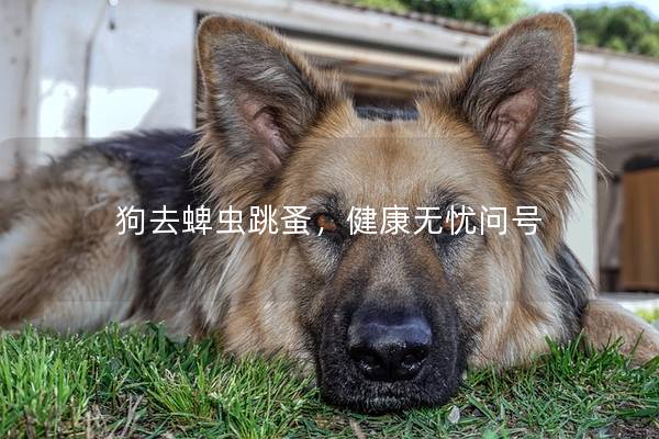 狗去蜱虫跳蚤，健康无忧问号