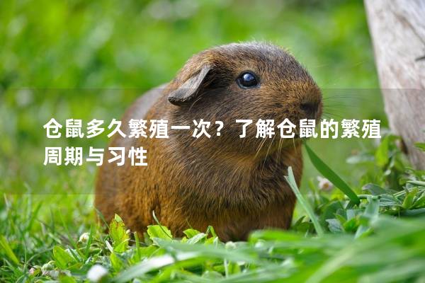 仓鼠多久繁殖一次?了解仓鼠的繁殖周期与习性 仓鼠多久繁殖一次?了解仓鼠的繁殖周期与习性