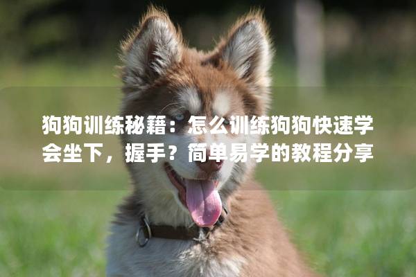 狗狗训练秘籍：怎么训练狗狗快速学会坐下，握手？简单易学的教程分享