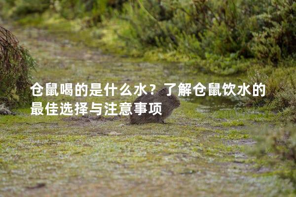 仓鼠喝的是什么水？了解仓鼠饮水的最佳选择与注意事项