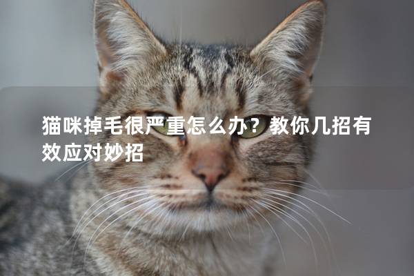 猫咪掉毛很严重怎么办？教你几招有效应对妙招