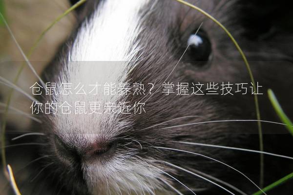 仓鼠怎么才能养熟？掌握这些技巧让你的仓鼠更亲近你