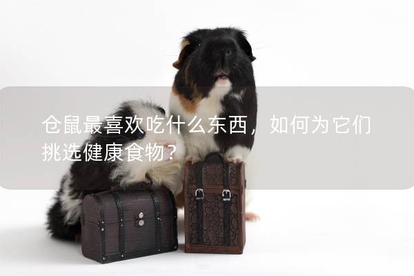 仓鼠最喜欢吃什么东西，如何为它们挑选健康食物？