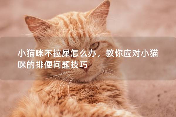 小猫咪不拉屎怎么办，教你应对小猫咪的排便问题技巧