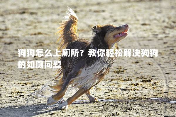 狗狗怎么上厕所？教你轻松解决狗狗的如厕问题