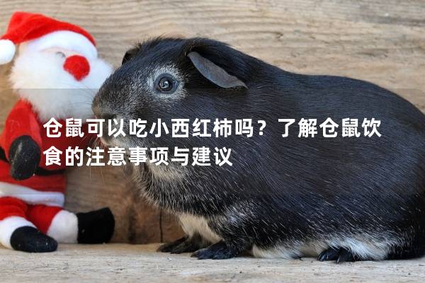 仓鼠可以吃小西红柿吗？了解仓鼠饮食的注意事项与建议