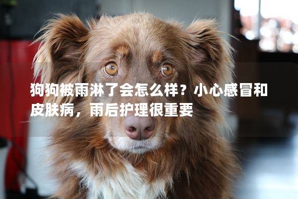 狗狗被雨淋了会怎么样？小心感冒和皮肤病，雨后护理很重要