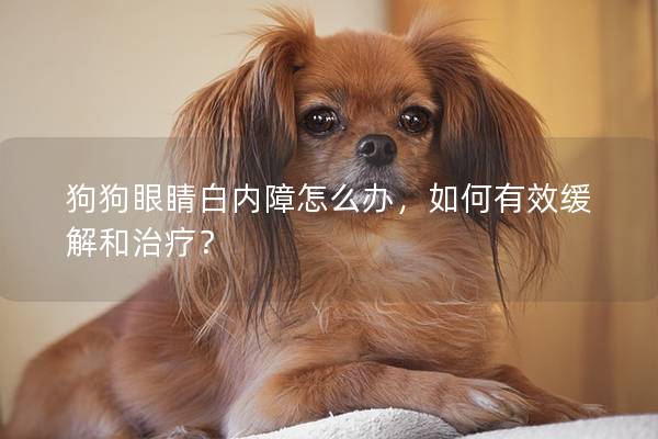 狗狗眼睛白内障怎么办，如何有效缓解和治疗？