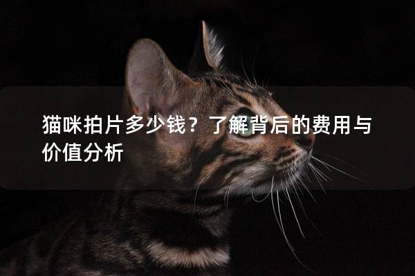 猫咪拍片多少钱？了解背后的费用与价值分析