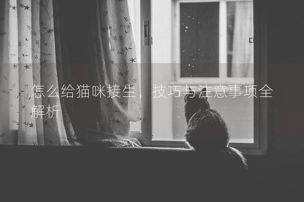 怎么给猫咪接生，技巧与注意事项全解析