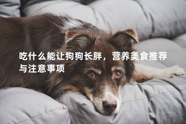吃什么能让狗狗长胖，营养美食推荐与注意事项