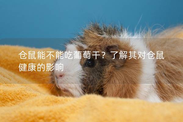 仓鼠能不能吃葡萄干？了解其对仓鼠健康的影响