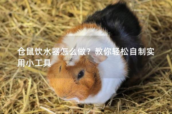 仓鼠饮水器怎么做？教你轻松自制实用小工具