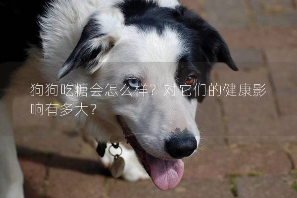 狗狗吃糖会怎么样？对它们的健康影响有多大？