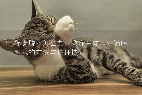 猫咪脱水怎么办？教你有效应对猫咪脱水的方法与护理技巧