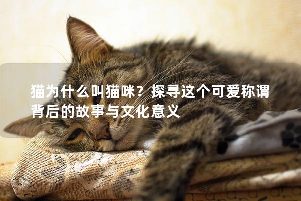 猫为什么叫猫咪？探寻这个可爱称谓背后的故事与文化意义