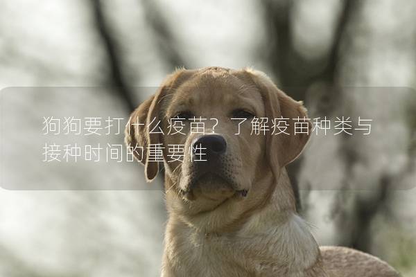 狗狗要打什么疫苗?了解疫苗种类与接种时间的重要性 狗狗要打什么疫苗?了解疫苗种类与接种时间的重要性