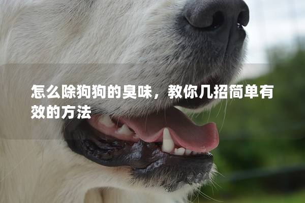 怎么除狗狗的臭味，教你几招简单有效的方法