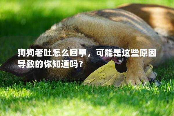 狗狗老吐怎么回事，可能是这些原因导致的你知道吗？